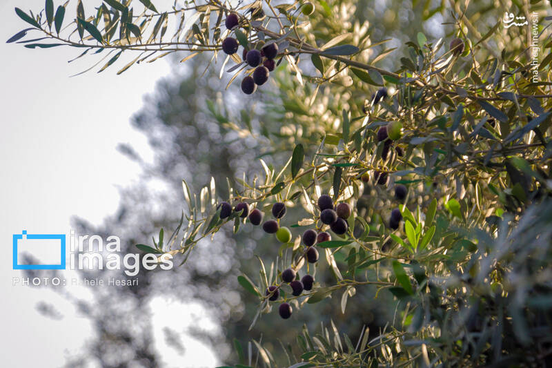 عکس / رزق و روزی در خاک و دریا 23