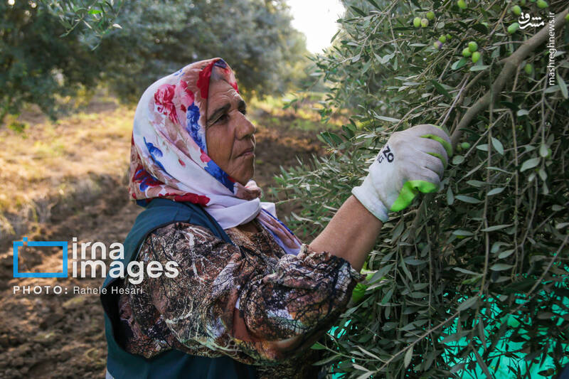 عکس / رزق و روزی در خاک و دریا 20