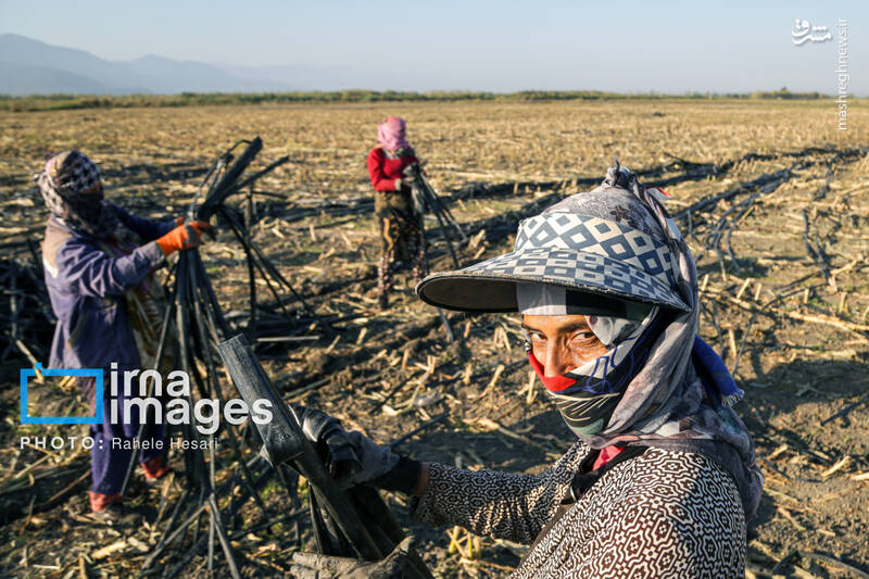 عکس / رزق و روزی در خاک و دریا 19