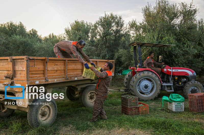 عکس / رزق و روزی در خاک و دریا 18