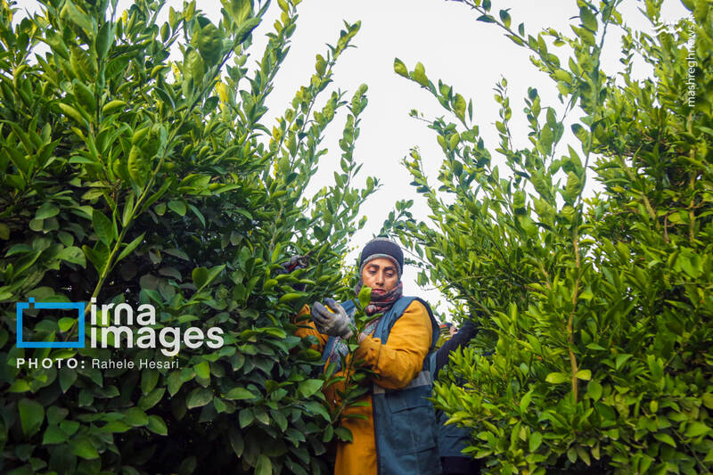 عکس / رزق و روزی در خاک و دریا 13