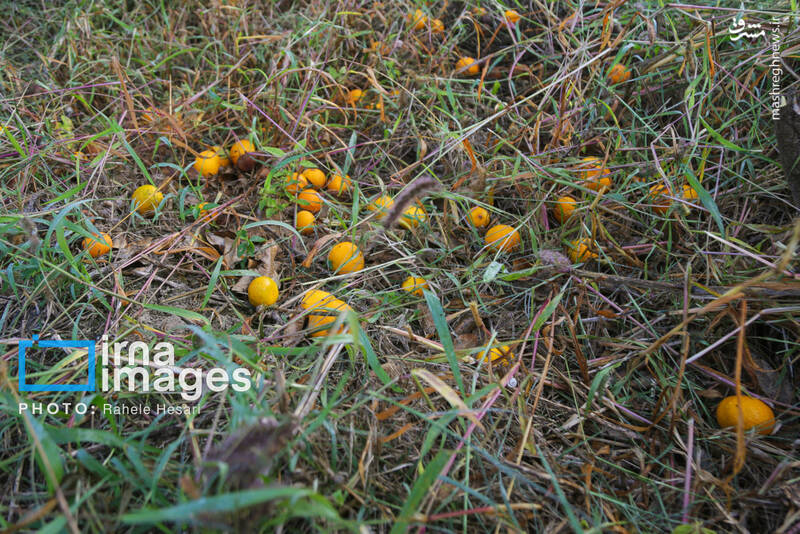 عکس / رزق و روزی در خاک و دریا 12