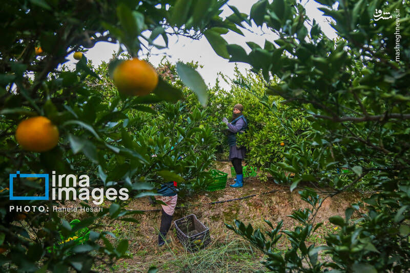 عکس / رزق و روزی در خاک و دریا 9