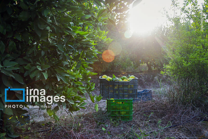 عکس / رزق و روزی در خاک و دریا 8