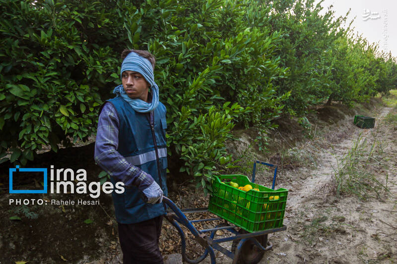 عکس / رزق و روزی در خاک و دریا 7