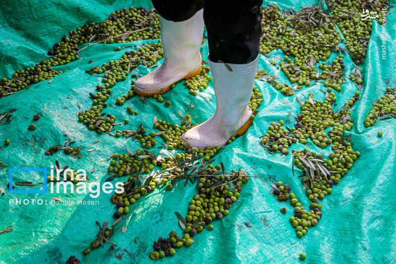 عکس / رزق و روزی در خاک و دریا 5