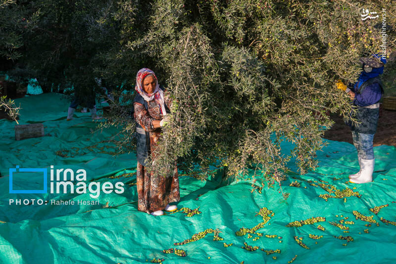 عکس / رزق و روزی در خاک و دریا 3