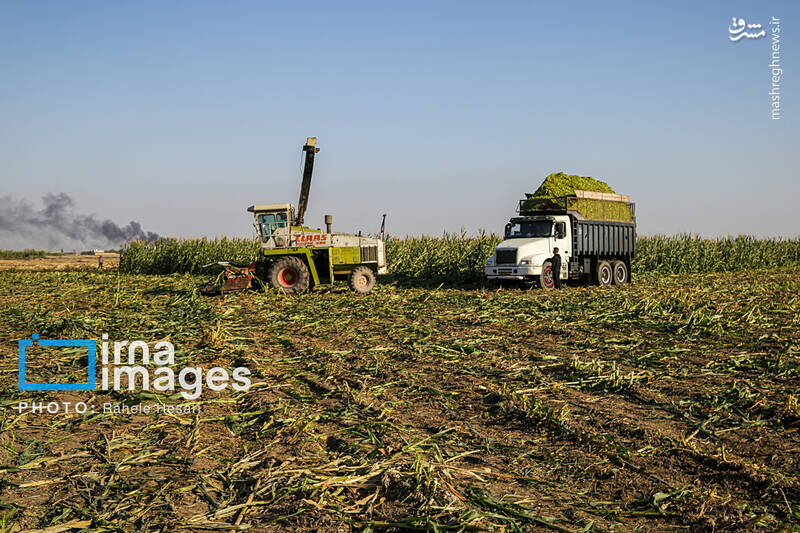 عکس / رزق و روزی در خاک و دریا 2