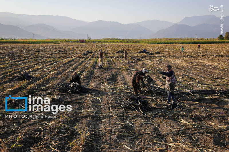 عکس / رزق و روزی در خاک و دریا