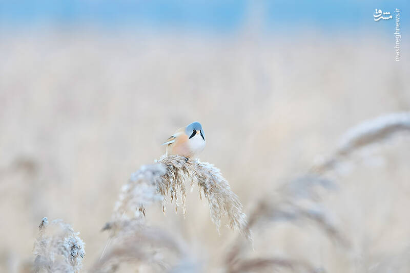 شکار لحظههای ناب طبیعت توسط کاربران شبکههای اجتماعی 52