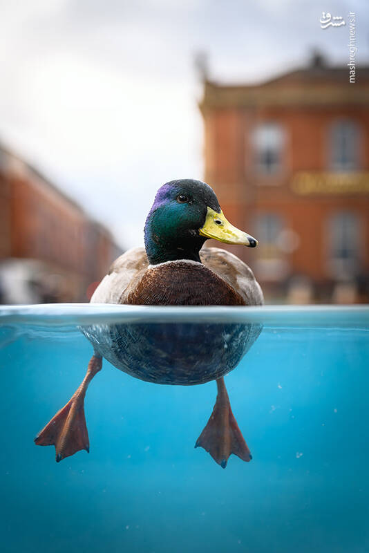 شکار لحظههای ناب طبیعت توسط کاربران شبکههای اجتماعی 48