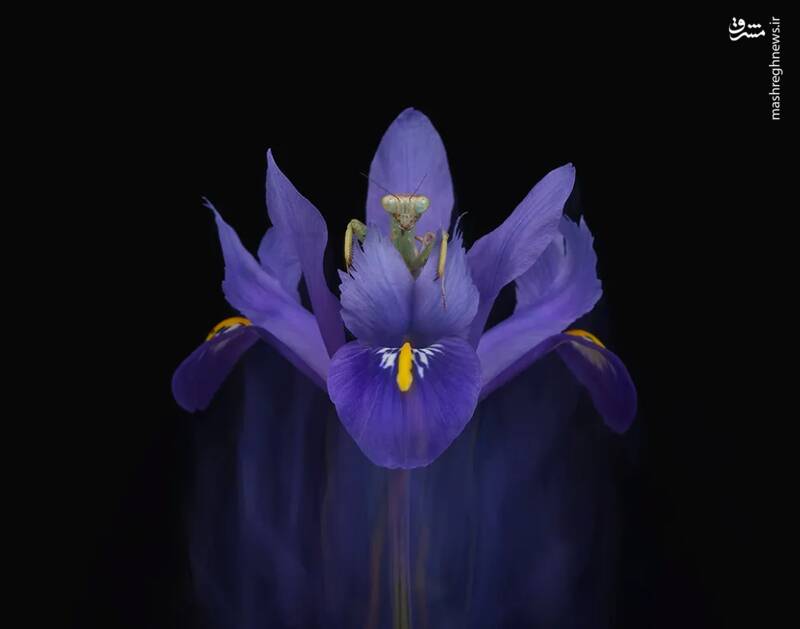 شکار لحظههای ناب طبیعت توسط کاربران شبکههای اجتماعی 46