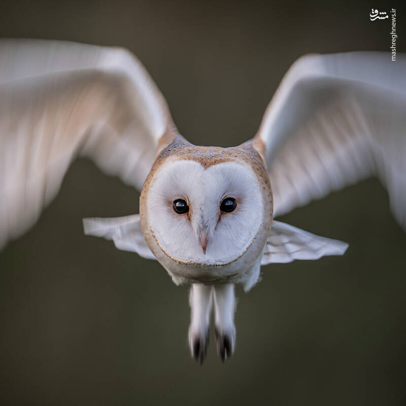 شکار لحظههای ناب طبیعت توسط کاربران شبکههای اجتماعی 45