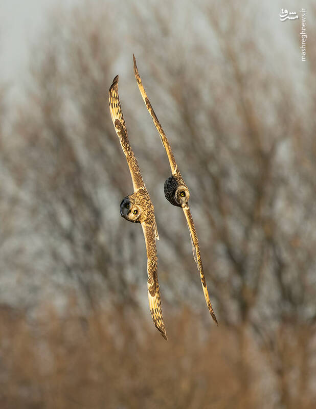 شکار لحظههای ناب طبیعت توسط کاربران شبکههای اجتماعی 2