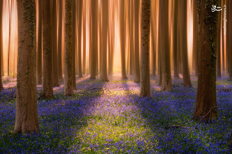 شکار لحظههای ناب طبیعت توسط کاربران شبکههای اجتماعی 37