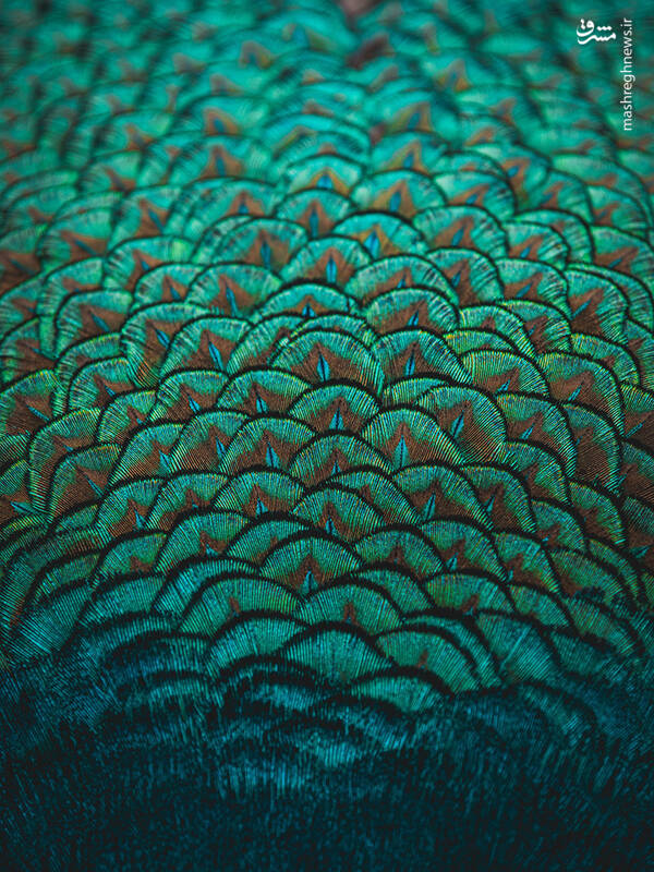 شکار لحظههای ناب طبیعت توسط کاربران شبکههای اجتماعی 36