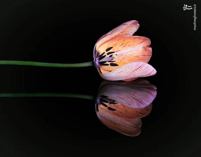 شکار لحظههای ناب طبیعت توسط کاربران شبکههای اجتماعی 35