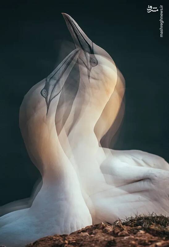 شکار لحظههای ناب طبیعت توسط کاربران شبکههای اجتماعی 34