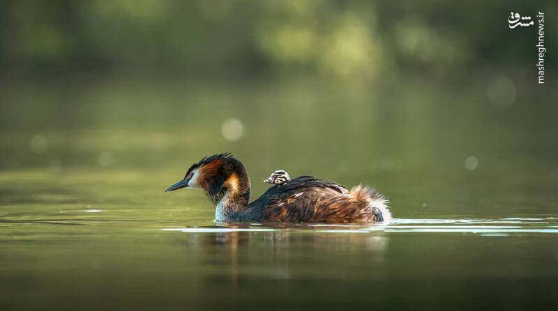 شکار لحظههای ناب طبیعت توسط کاربران شبکههای اجتماعی 33
