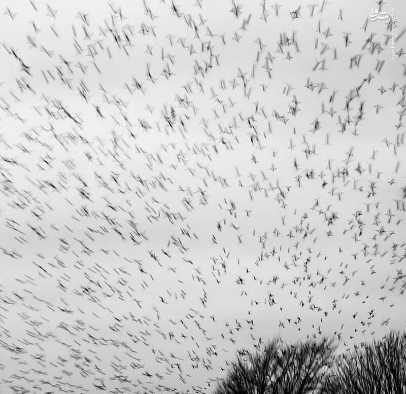 شکار لحظههای ناب طبیعت توسط کاربران شبکههای اجتماعی 32