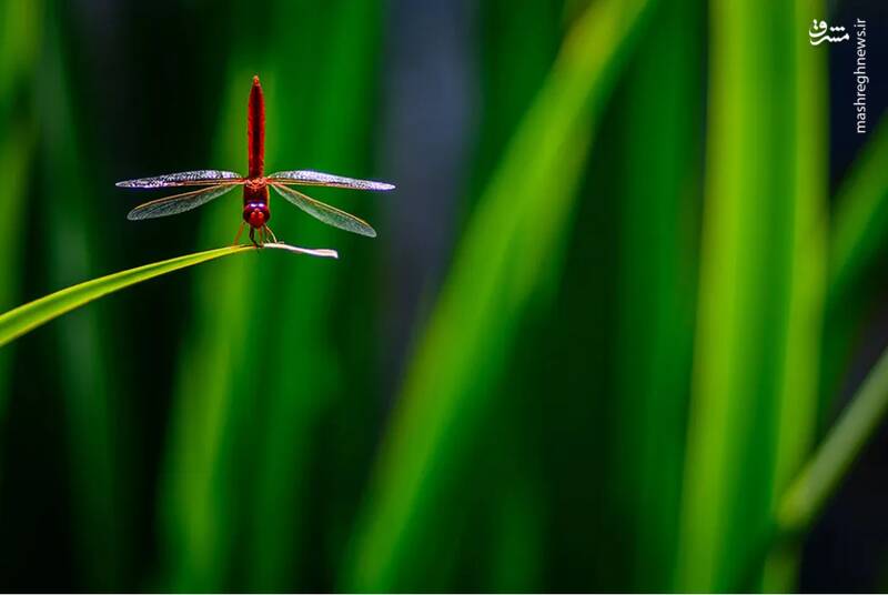 شکار لحظههای ناب طبیعت توسط کاربران شبکههای اجتماعی 31