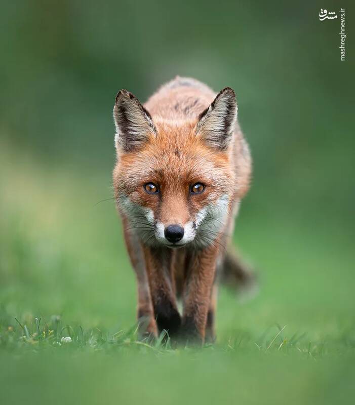 شکار لحظههای ناب طبیعت توسط کاربران شبکههای اجتماعی 30