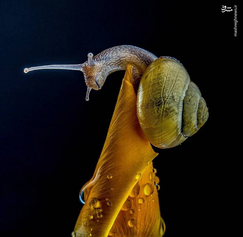 شکار لحظههای ناب طبیعت توسط کاربران شبکههای اجتماعی 27