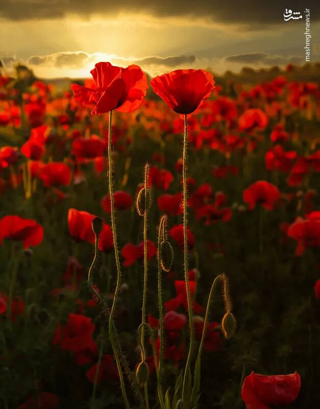 شکار لحظههای ناب طبیعت توسط کاربران شبکههای اجتماعی 24