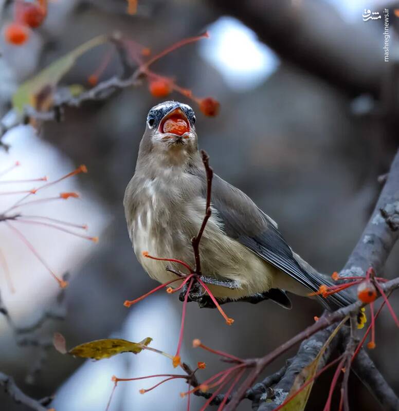 شکار لحظههای ناب طبیعت توسط کاربران شبکههای اجتماعی 23