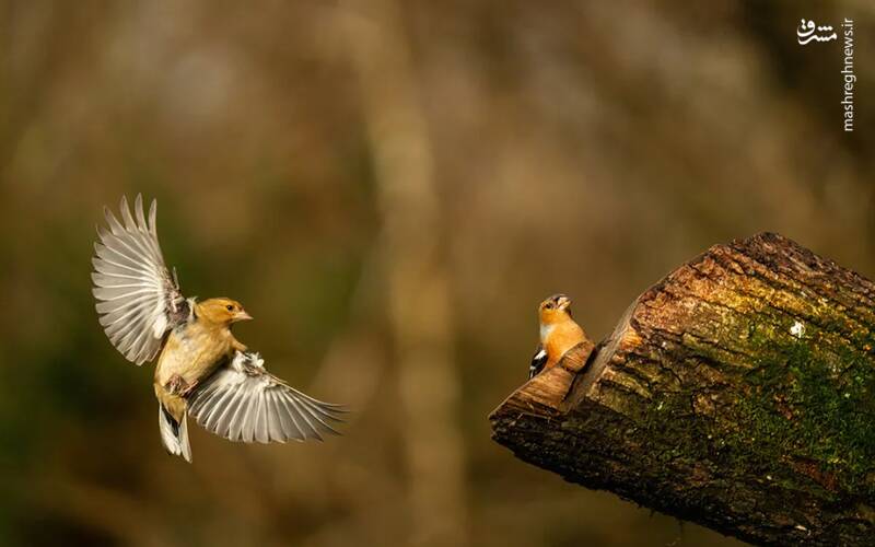 شکار لحظههای ناب طبیعت توسط کاربران شبکههای اجتماعی 21