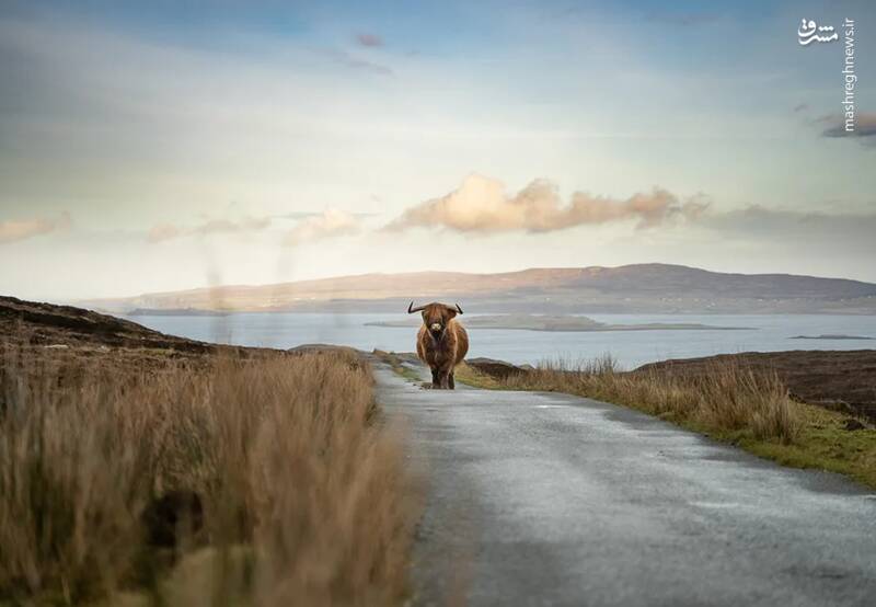 شکار لحظههای ناب طبیعت توسط کاربران شبکههای اجتماعی 20