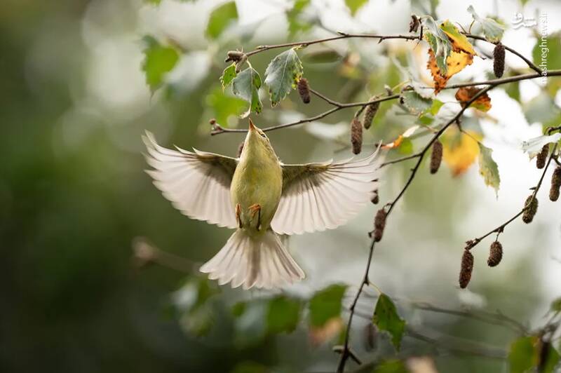 شکار لحظههای ناب طبیعت توسط کاربران شبکههای اجتماعی 19