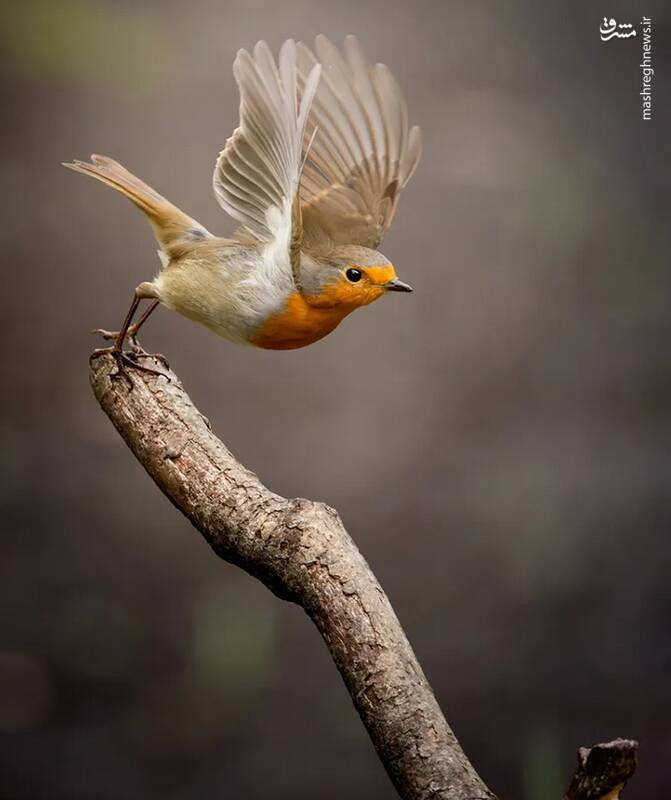 شکار لحظههای ناب طبیعت توسط کاربران شبکههای اجتماعی 18