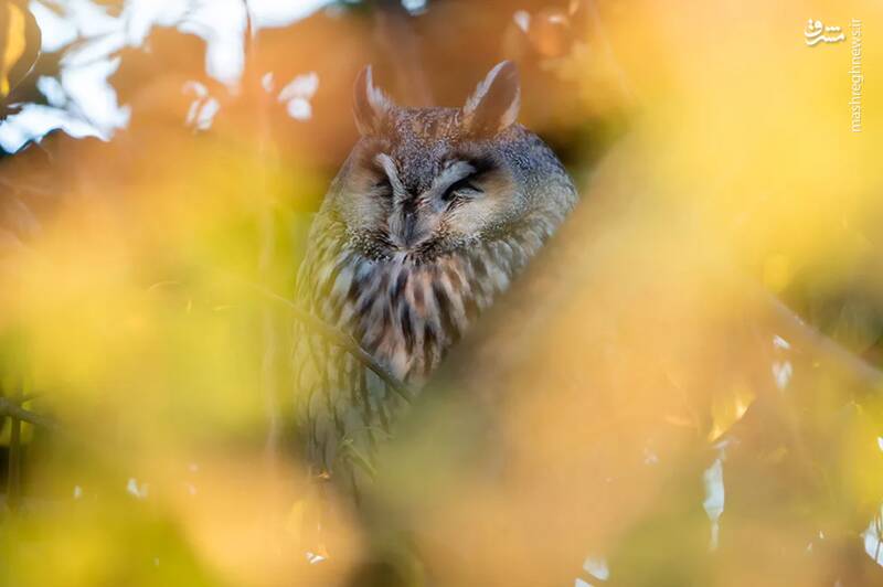 شکار لحظههای ناب طبیعت توسط کاربران شبکههای اجتماعی 5