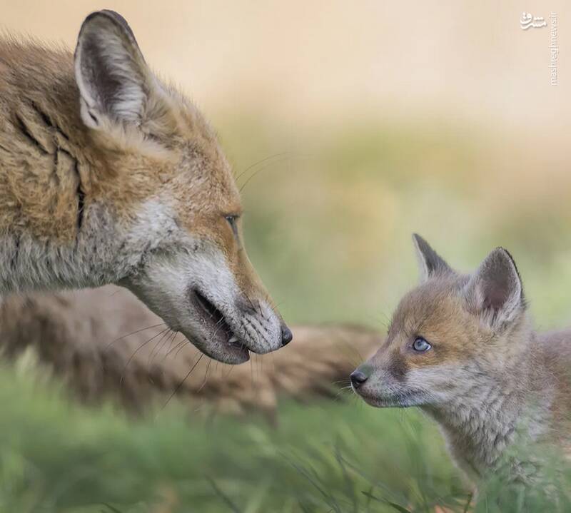 شکار لحظههای ناب طبیعت توسط کاربران شبکههای اجتماعی 16