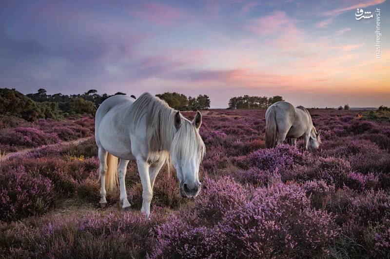 شکار لحظههای ناب طبیعت توسط کاربران شبکههای اجتماعی 10