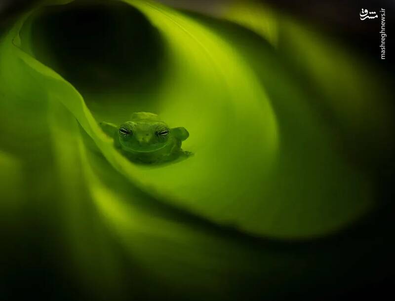 شکار لحظههای ناب طبیعت توسط کاربران شبکههای اجتماعی 6