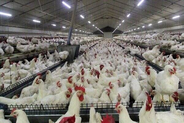 قیمت مرغ در بازار به 160 هزار تومان رسید 2