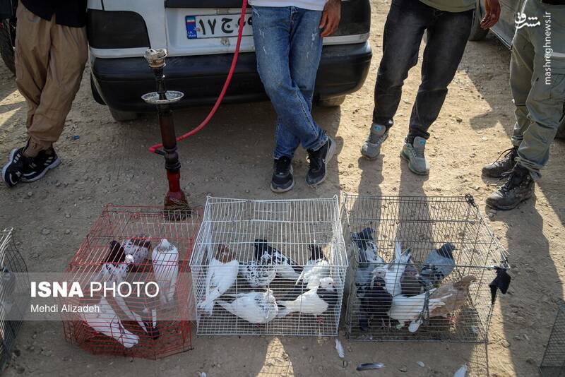 عکس / بازار پرندهفروشهای بجنورد 29