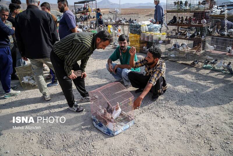 عکس / بازار پرنده‌فروش‌های بجنورد 28