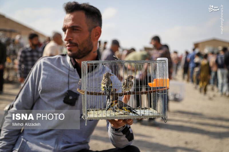 عکس / بازار پرندهفروشهای بجنورد 27