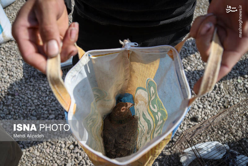 عکس / بازار پرندهفروشهای بجنورد 26