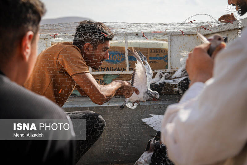 عکس / بازار پرنده‌فروش‌های بجنورد 25