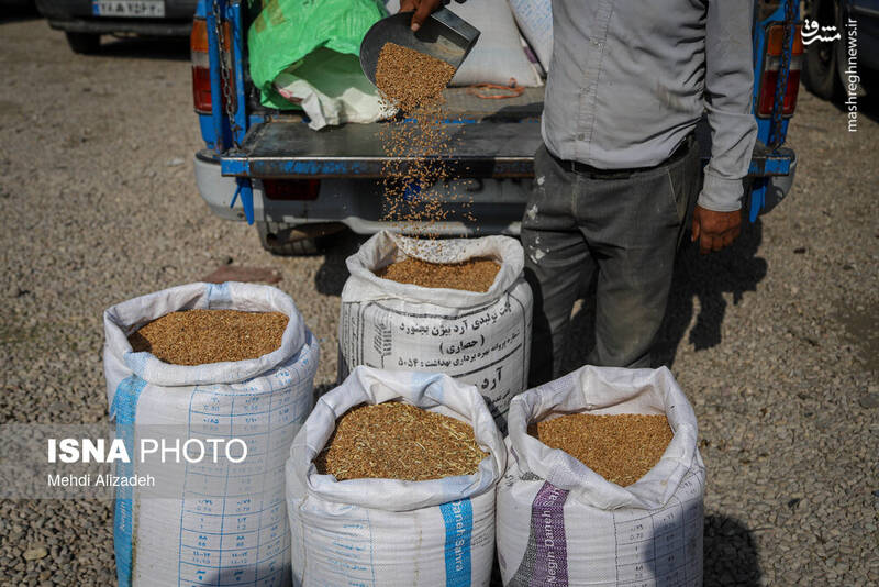 عکس / بازار پرندهفروشهای بجنورد 24