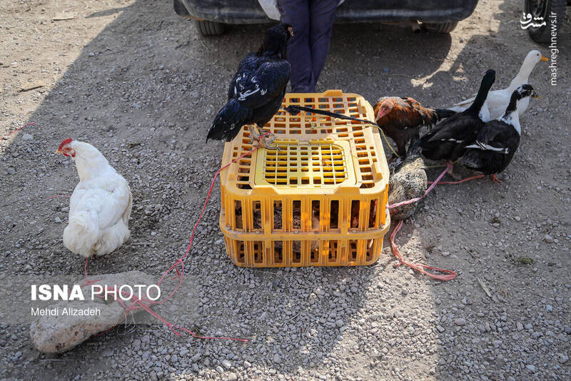 عکس / بازار پرندهفروشهای بجنورد 23