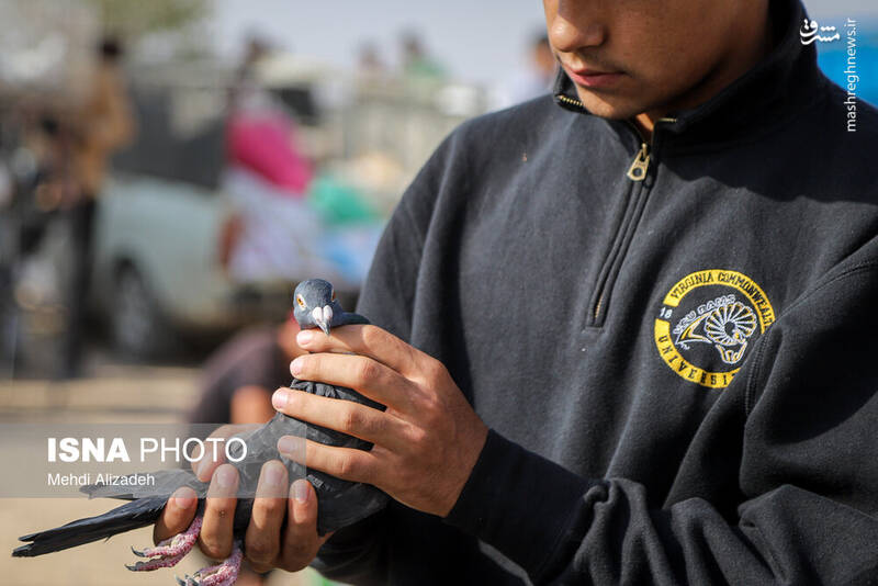 عکس / بازار پرنده‌فروش‌های بجنورد 22