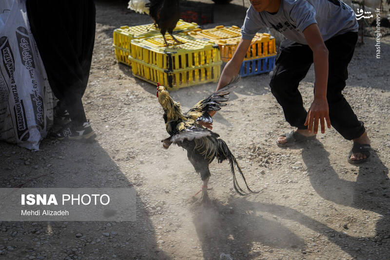 عکس / بازار پرنده‌فروش‌های بجنورد 20