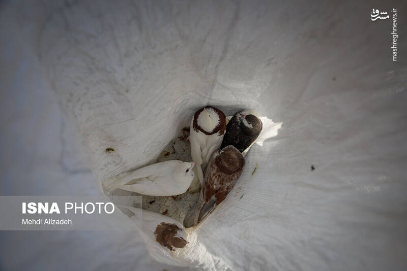 عکس / بازار پرندهفروشهای بجنورد 19