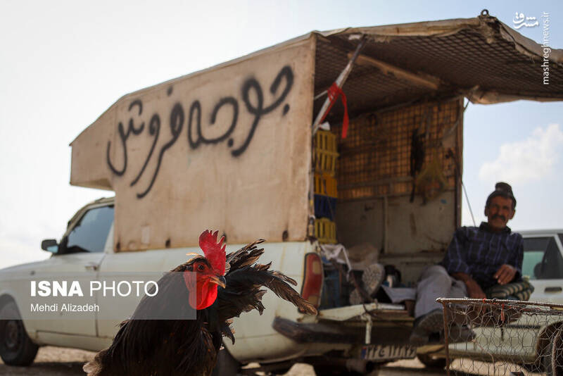 عکس / بازار پرنده‌فروش‌های بجنورد 18