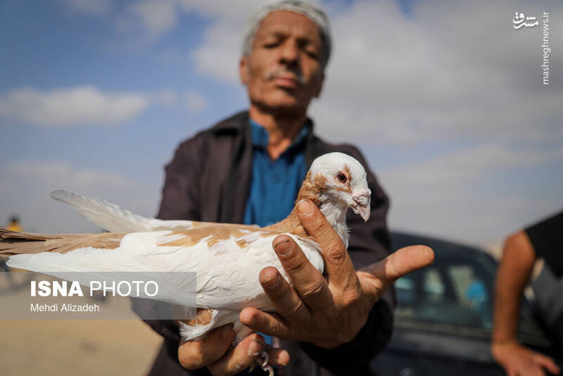 عکس / بازار پرنده‌فروش‌های بجنورد 16